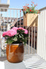 Guide: Sådan planter du hortensia i krukke på altanen