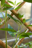 Lauvring Longo bambus espalier 60 cm x 120 cm